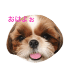 Shih-Tzu Face.（個別スタンプ：1）
