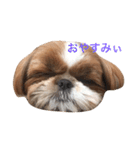 Shih-Tzu Face.（個別スタンプ：2）