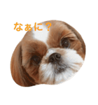 Shih-Tzu Face.（個別スタンプ：3）