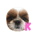 Shih-Tzu Face.（個別スタンプ：4）