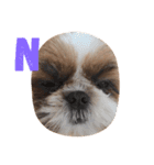Shih-Tzu Face.（個別スタンプ：5）