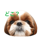 Shih-Tzu Face.（個別スタンプ：6）