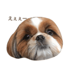 Shih-Tzu Face.（個別スタンプ：7）
