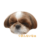 Shih-Tzu Face.（個別スタンプ：8）