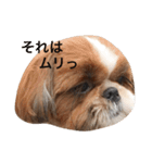 Shih-Tzu Face.（個別スタンプ：10）