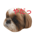 Shih-Tzu Face.（個別スタンプ：11）
