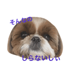 Shih-Tzu Face.（個別スタンプ：12）