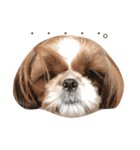 Shih-Tzu Face.（個別スタンプ：13）