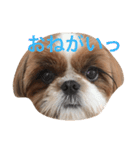 Shih-Tzu Face.（個別スタンプ：14）