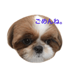 Shih-Tzu Face.（個別スタンプ：15）