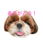 Shih-Tzu Face.（個別スタンプ：16）