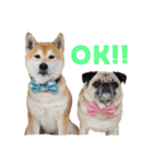 柴犬のトラとパグのポム（個別スタンプ：1）