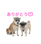 柴犬のトラとパグのポム（個別スタンプ：2）