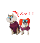 柴犬のトラとパグのポム（個別スタンプ：3）