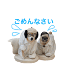 柴犬のトラとパグのポム（個別スタンプ：4）