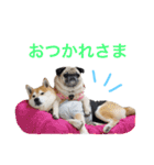 柴犬のトラとパグのポム（個別スタンプ：5）