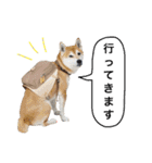 柴犬のトラとパグのポム（個別スタンプ：7）