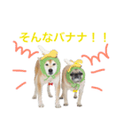 柴犬のトラとパグのポム（個別スタンプ：8）