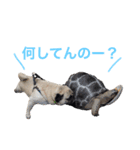 柴犬のトラとパグのポム（個別スタンプ：9）