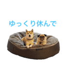 柴犬のトラとパグのポム（個別スタンプ：10）