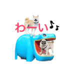 柴犬のトラとパグのポム（個別スタンプ：11）