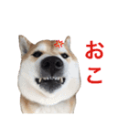 柴犬のトラとパグのポム（個別スタンプ：12）
