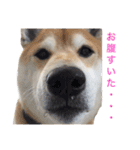 柴犬のトラとパグのポム（個別スタンプ：14）