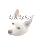 津軽犬（個別スタンプ：1）