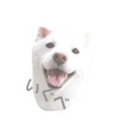 津軽犬（個別スタンプ：2）