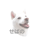 津軽犬（個別スタンプ：3）