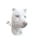 津軽犬（個別スタンプ：4）
