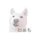 津軽犬（個別スタンプ：5）