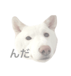 津軽犬（個別スタンプ：6）