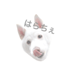 津軽犬（個別スタンプ：7）
