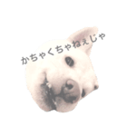 津軽犬（個別スタンプ：8）