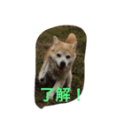 癒し犬チビ（個別スタンプ：1）