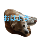 癒し犬チビ（個別スタンプ：2）