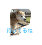 癒し犬チビ（個別スタンプ：3）