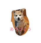 癒し犬チビ（個別スタンプ：4）