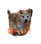 癒し犬チビ（個別スタンプ：5）