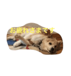 癒し犬チビ（個別スタンプ：6）
