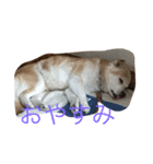 癒し犬チビ（個別スタンプ：7）
