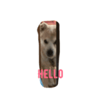 癒し犬チビ（個別スタンプ：8）