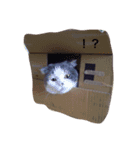 yoshiko.life（個別スタンプ：16）