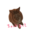 るるうさぎ2（個別スタンプ：7）