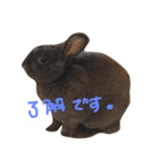 るるうさぎ2（個別スタンプ：21）