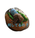 犬大好きな人、集まれー！（個別スタンプ：1）