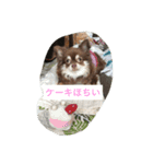 犬大好きな人、集まれー！（個別スタンプ：3）