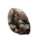 犬大好きな人、集まれー！（個別スタンプ：6）