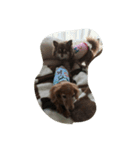 犬大好きな人、集まれー！（個別スタンプ：7）